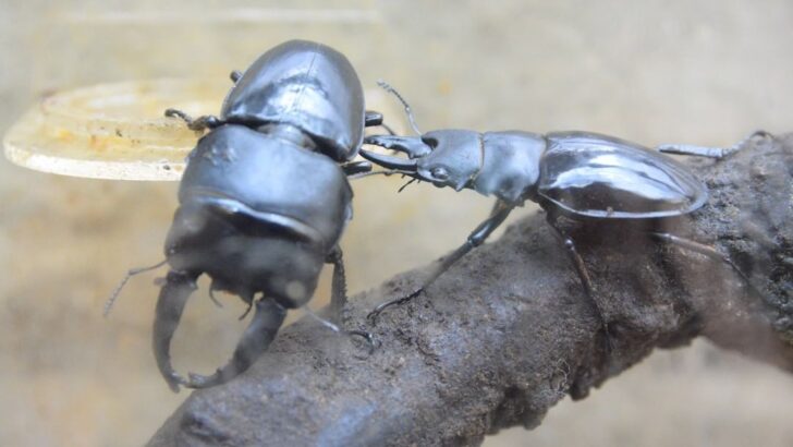 Watch Two Stag Beetles Battling Over a Female