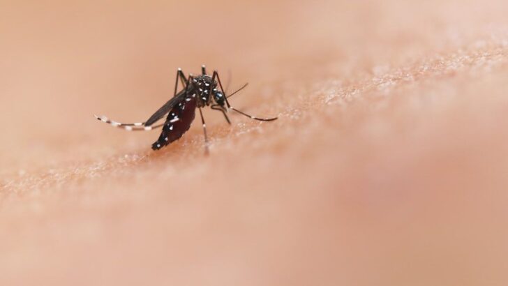 Scientists Figure Out Why Some People Are Mosquito Magnets