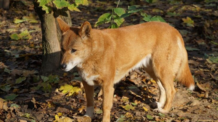Australia Urged to Protect Vanishing Dingoes