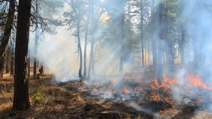 Scientists find out how invasive shrubs can resprout instead of die when scorched by fire