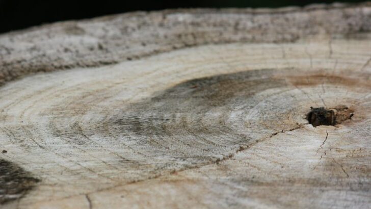 How Tree Rings Reveal Data About Climate Change in the Amazon