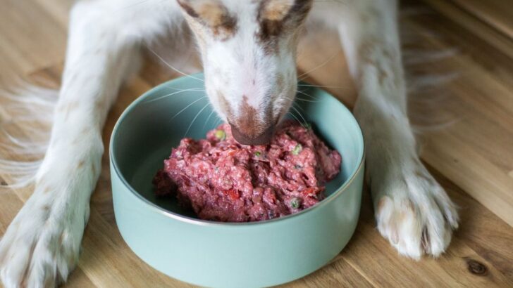 Fresh Dog Food vs. Processed: What’s the Best Choice (and Is There a Secret Third Option)?
