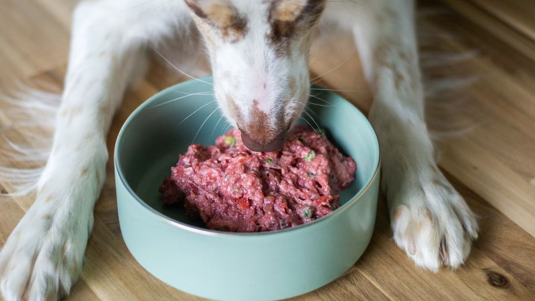 Fresh Dog Food vs. Processed: What’s the Best Choice (and Is There a Secret Third Option)?