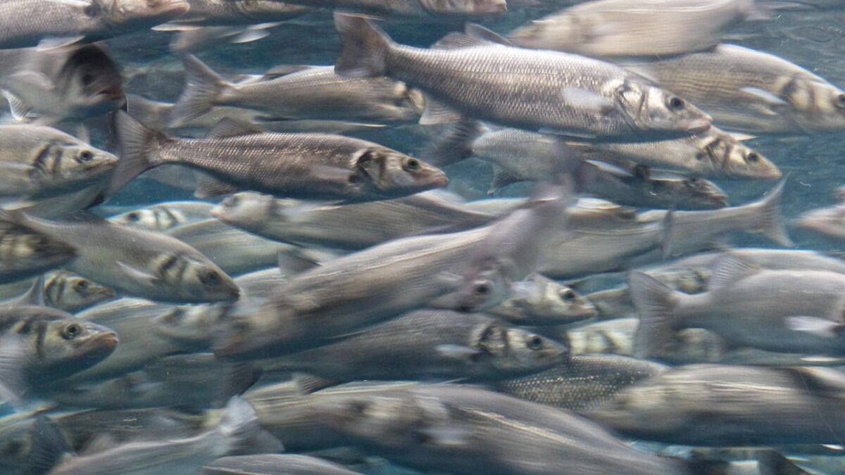How the Atlantic herring adapted to the brackish water of the Baltic Sea