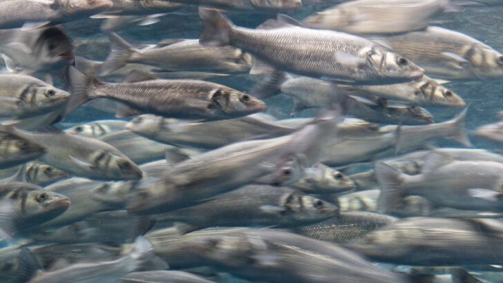 How the Atlantic herring adapted to the brackish water of the Baltic Sea