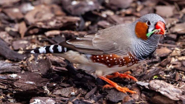 Social Feedback Unites Human Babies and Zebra Finches in Learning to Speak