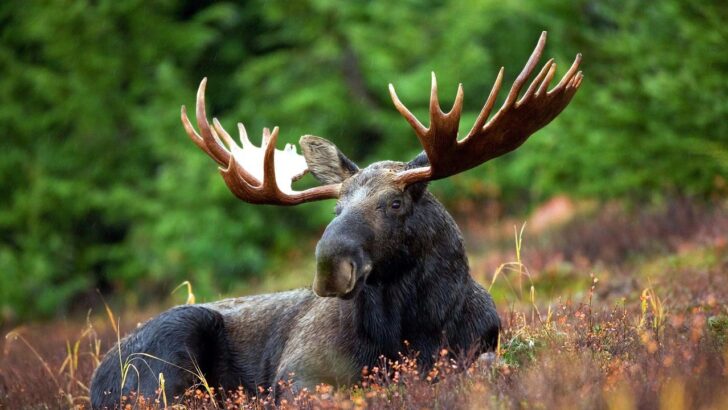 10 Largest Animals Found in Minnesota