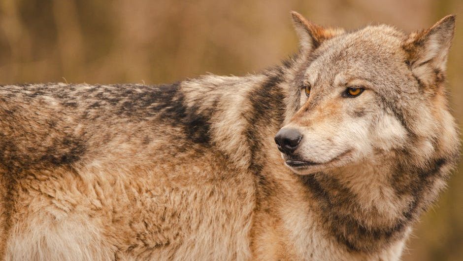 10 Common Myths About Wolves Debunked By Experts