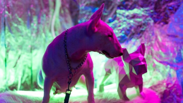 What Your Dog’s Zodiac Sign Says About Them