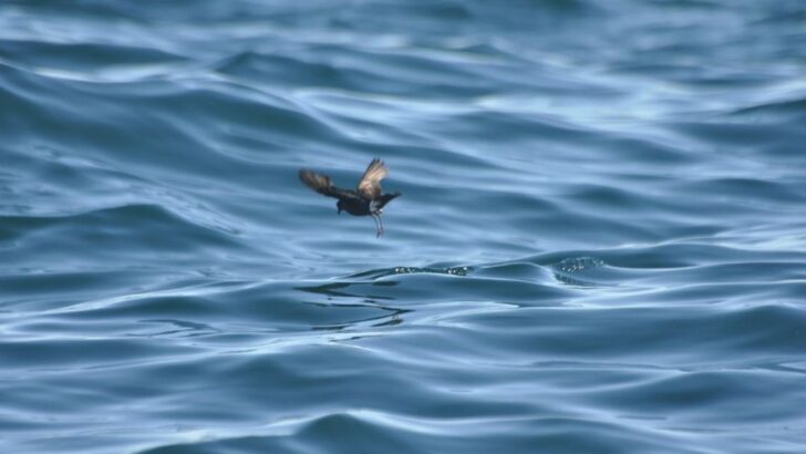 Storm Petrels Use Crosswinds to Navigate Vast Oceans