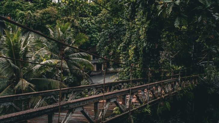 Canopy Bridges Offer New Pathways for Peru’s Amazon Wildlife