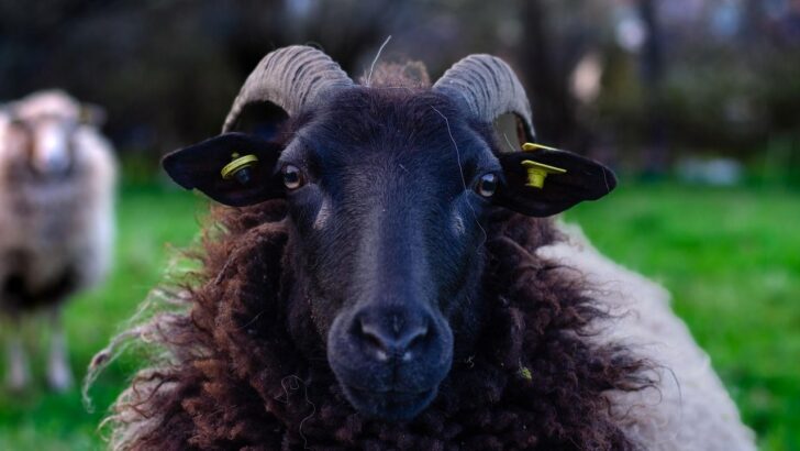 Zodiac Animal Guide: How the Ram Reflects The Traits of Zodiac Sign Aries