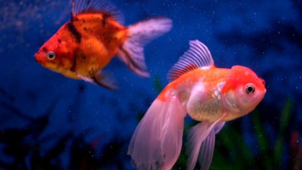 What The Fish In Zodiac Sign Pisces Says About You