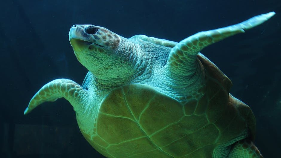 What Florida Animal Are You According to Your Zodiac Sign