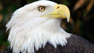 What Florida Animal Are You According to Your Zodiac Sign