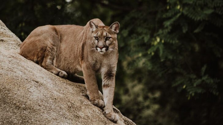 The US States With the Most Mountain Lions