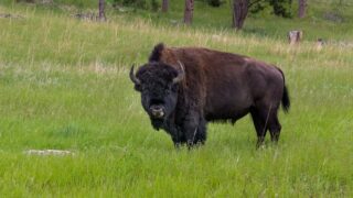 Trump Administration Bans a Nonprofit’s Bison From Grazing on Federal Lands, but Spares Tribes