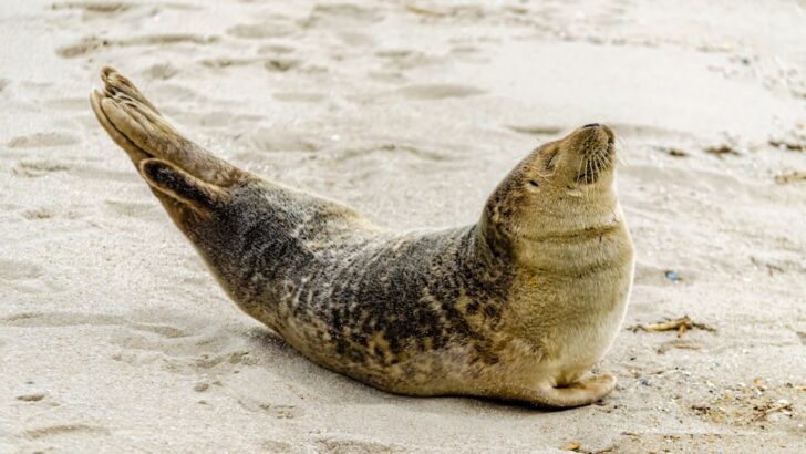 Washington Tourist Charged for Throwing Rock at Monk Seal