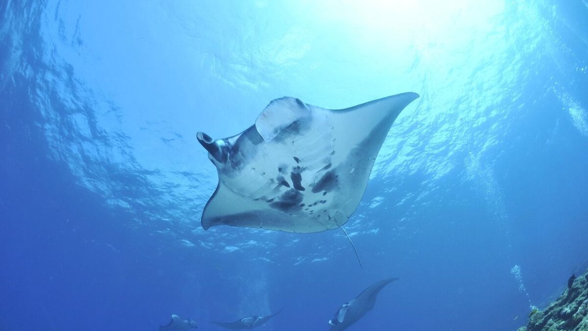 'A combination of amazement and horror': Hitchhiker fish hide in manta ray buttholes