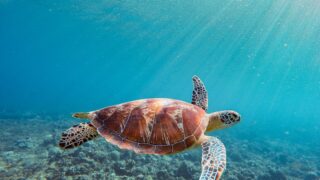 What River Creature Are You According to Your Zodiac Sign