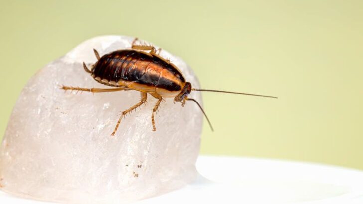The One Mistake That Makes Cockroaches Return Every Night