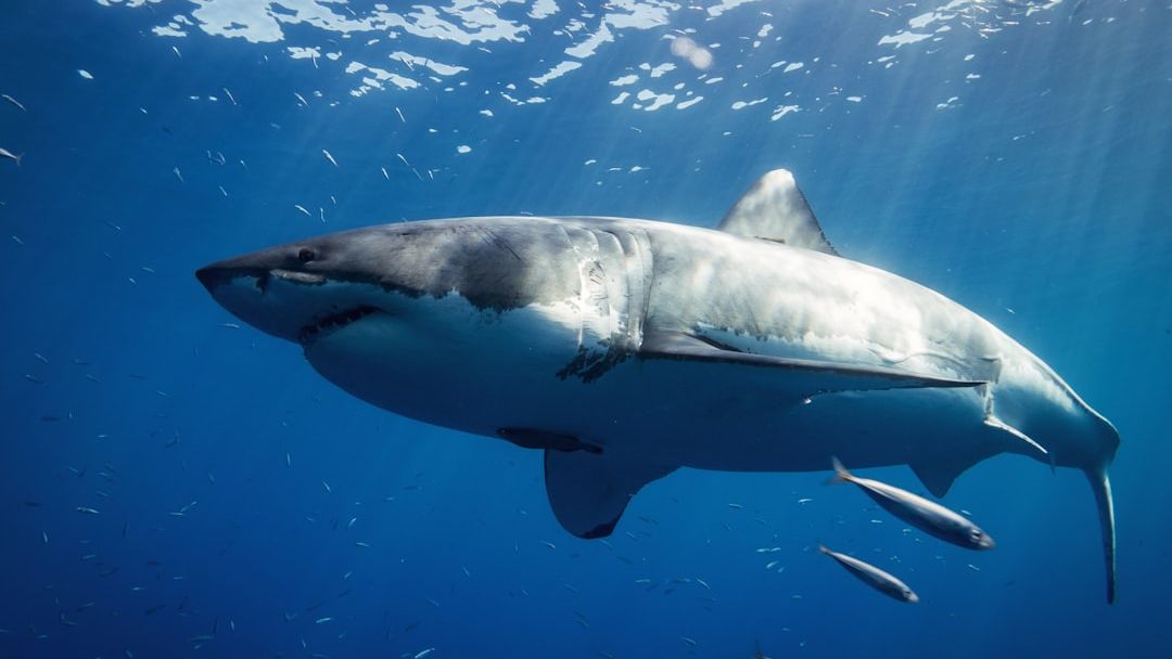 OCEARCH warning: More great white sharks may be heading toward NY, NJ