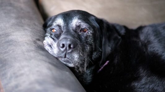 10 Last Acts of Love Dogs Show Before Crossing the Rainbow Bridge