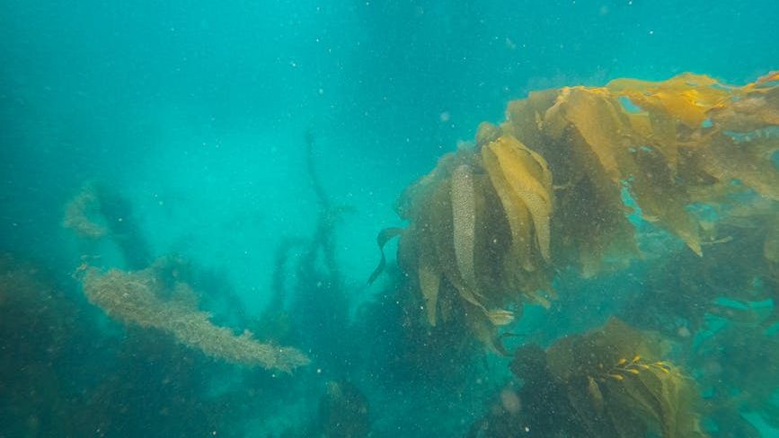 The Underwater Forest Hidden Off the American Coast