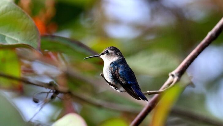 12 Incredible Facts About Hummingbirds That Feel Almost Unreal