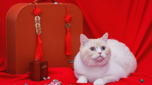 The Cat Breed That Mirrors Your Zodiac Personality