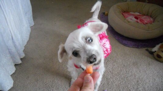 10 Healthy Additions to Your Dog&rsquo;s Diet That Vets Often Recommend