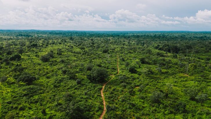 Discovery Shows Humans in Rainforests 150,000 Years Ago