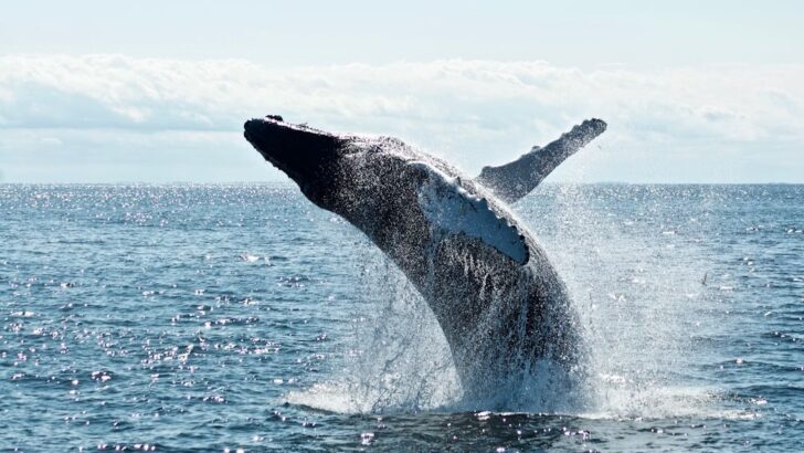 Humpback Whale Completes Longest Recorded Migration of 15,100 Kilometers