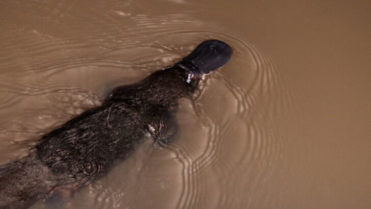 Platypus Survival Hinges on Better Habitat Protection