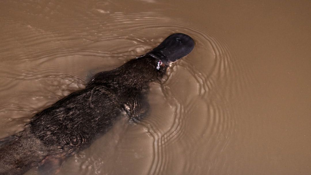 An Australian icon, the platypus is struggling - and scientists still lack answers