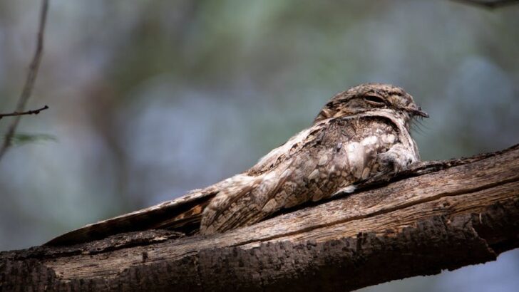 Nightjars Clap Wings in Darkness to Attract Mates