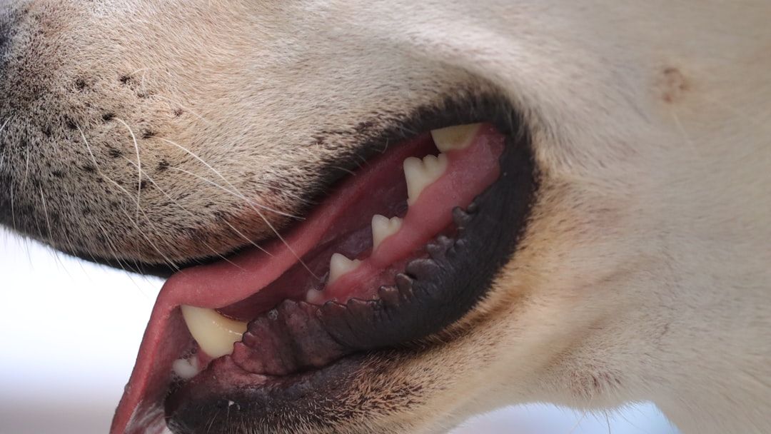 What Happens If You Never Brush Your Dog's Teeth?