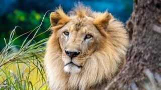 Which Wild Animal Matches Your Zodiac Sign
