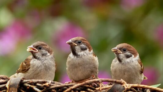 12 Fascinating Facts About Sparrows Hidden in Plain Sight Around Your Home