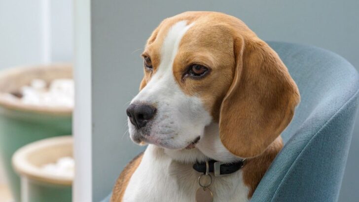 1,500 Beagles Freed, Hundreds Still at Risk