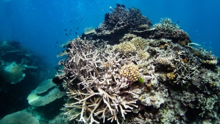 Ocean Warming May Disrupt Coral Oxygen Delivery Before Bleaching Becomes Visible