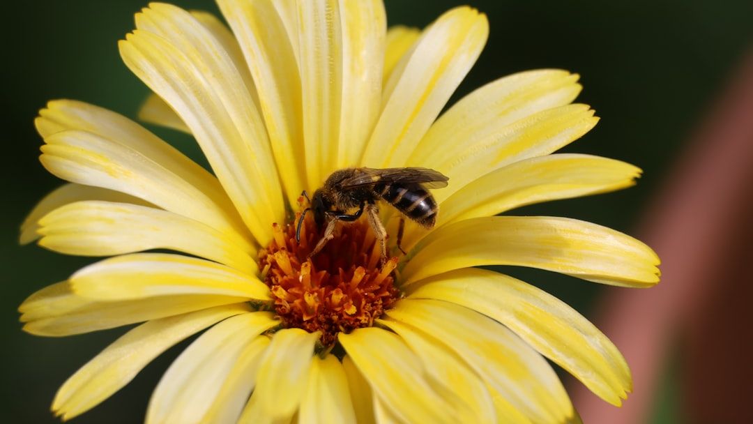 Insects in the city: Flowers alone may not be enough to sustain them