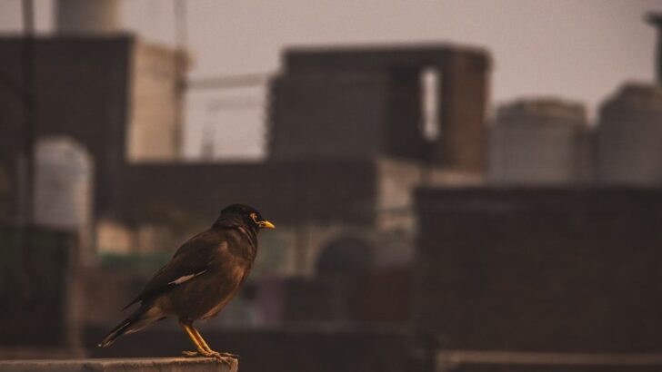 Urban Growth Quietly Rewrites Bird Songs