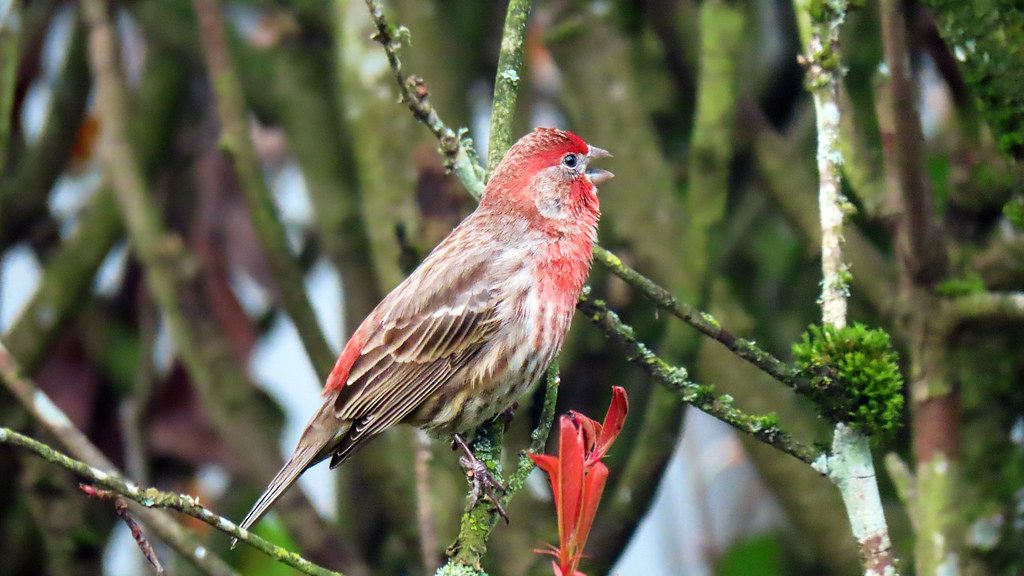 10 Amazing Facts About Finches That Make Birdwatchers Love Them