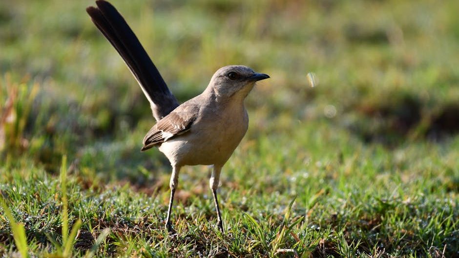 10 Amazing Facts About Mockingbirds That Explain Their Endless Songs