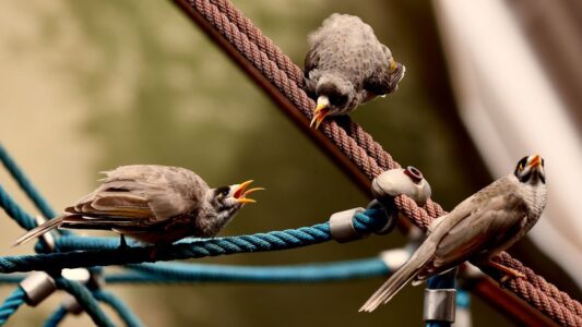 10 Things You Should Never Do to a Bird