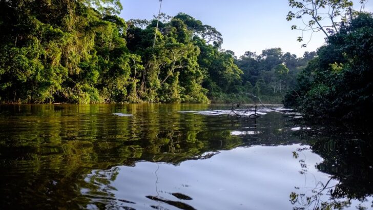 Amazon Forests Recover From Fires, But Diversity Declines