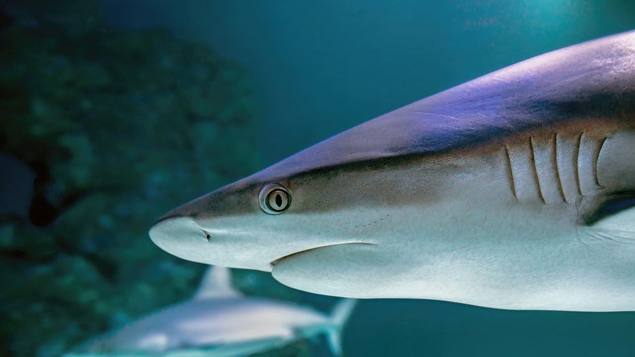 China&rsquo;s Shark Finning Could Lead to US Seafood Sanctions