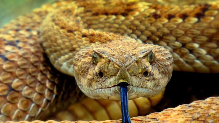Climate Shifts Push Venomous Snakes Closer to People