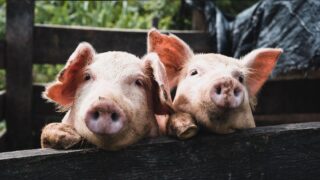 Animal Rights condemns pig marking practices in Belgium
